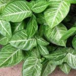 arrowhead-plant