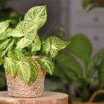 arrowhead-plant-benefits