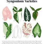 arrowhead-plant-types