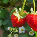 growing strawberry plant from seed