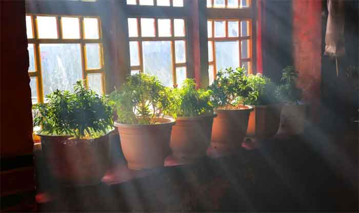 lighting for plants care