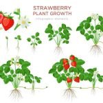 strawberry-grow-cycle