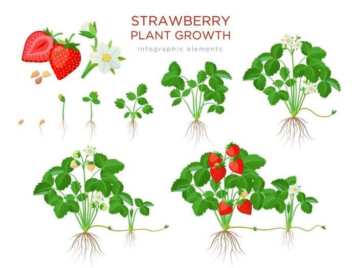 strawberry grow cycle