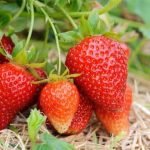 strawberry-plant