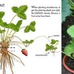 strawberry-plant-identification