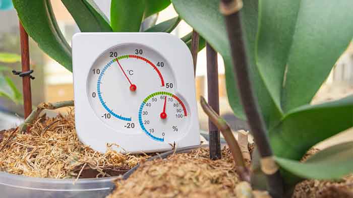 temperature for plants grow
