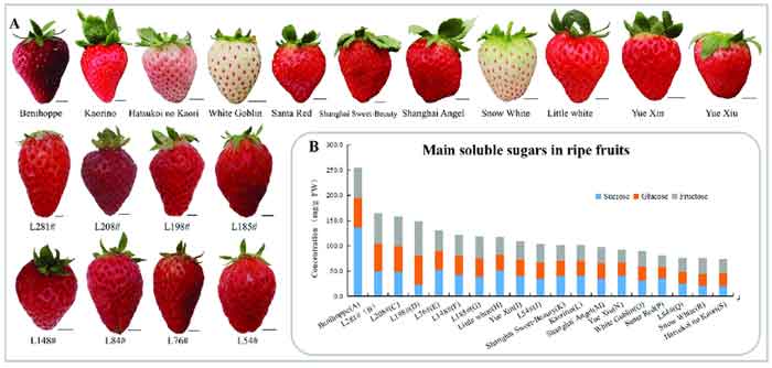 strawberries types