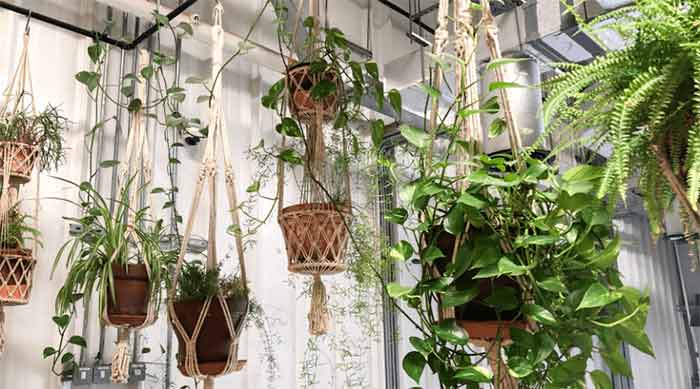 Hanging or Floating Plant Stands