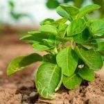 ashwagandha-plant-requirements
