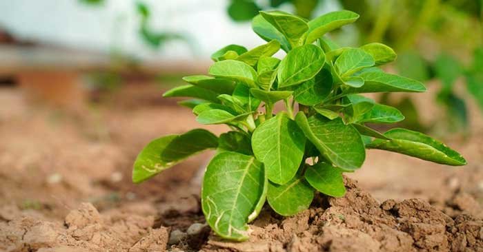 ashwagandha plant requirements