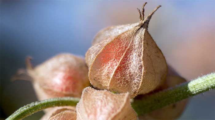 ashwagandha plant