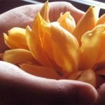 champa-flower-plant-benefits