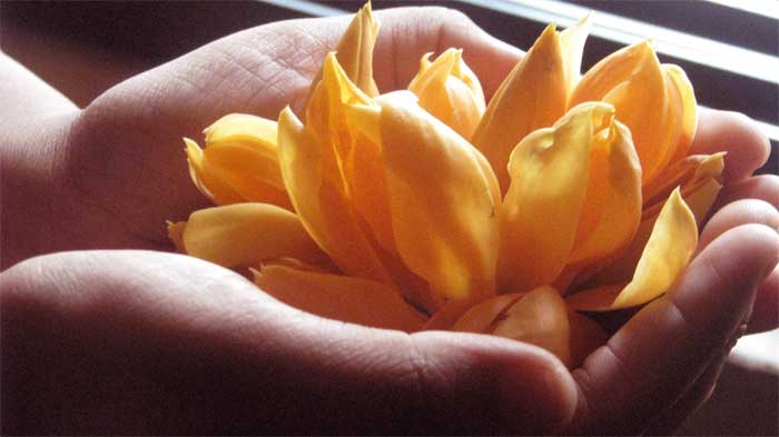 champa flower plant benefits, uses