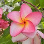 champa-flower-plant-image