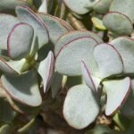 crassula-arborescens-plant