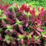crassula-capitella-plant