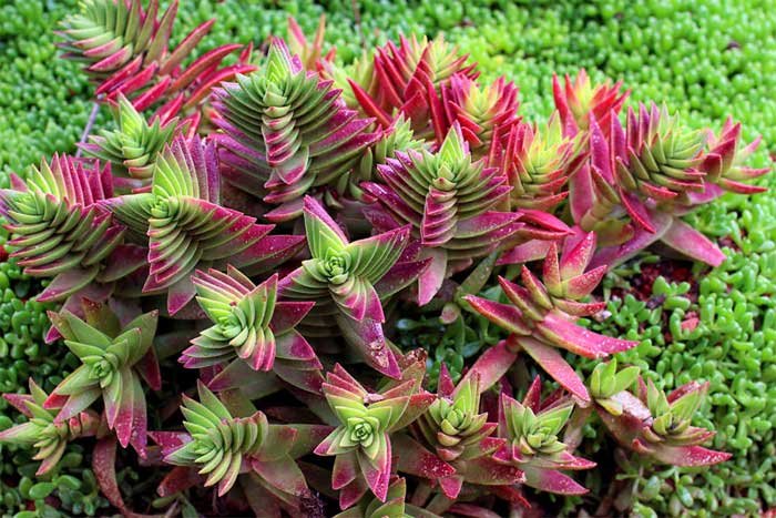 crassula capitella plant