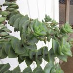 crassula-perforata-plant