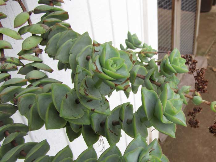 crassula perforata plant