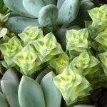 crassula plant care growth propagation