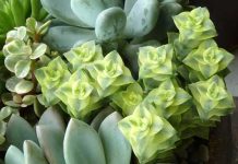 crassula plant care growth propagation