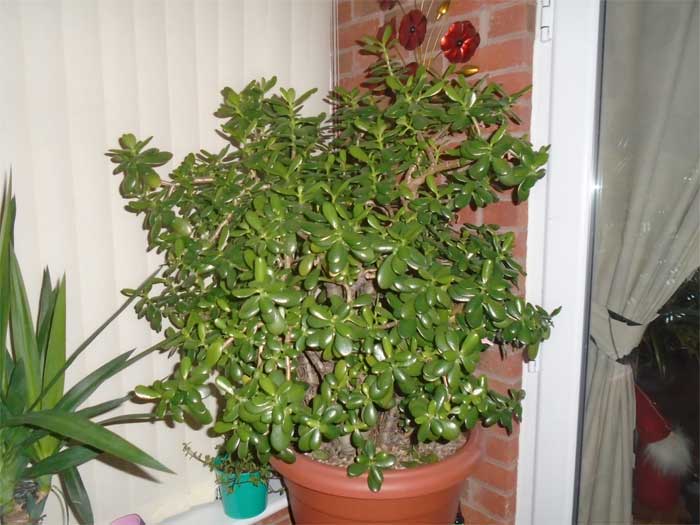 crassula plant