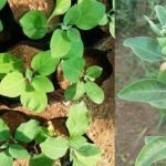 growing-ashwagandha-plant