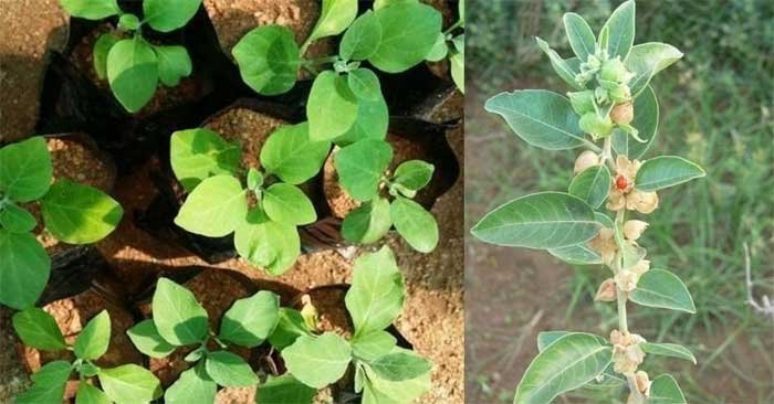 growing ashwagandha plant