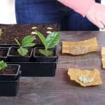 plant-propagation