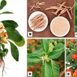 stages-ashwagandha-plant