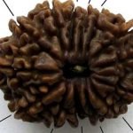 14-face-rudraksha
