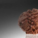 3-face-rudraksha