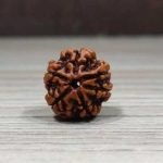 6-face-rudraksha