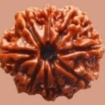 9-face-rudraksha