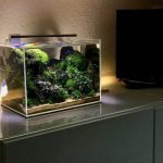 Nano Fish tank