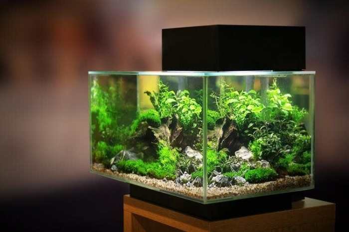 Rimless Tank