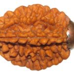 two-face-rudraksha