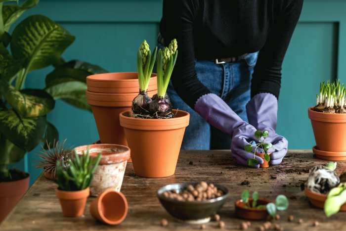 Adding Greenery in basement