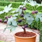 GROWING CONDITIONS