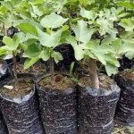GROWING CONDITIONS-2