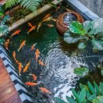 Indoor-Fish-Pond