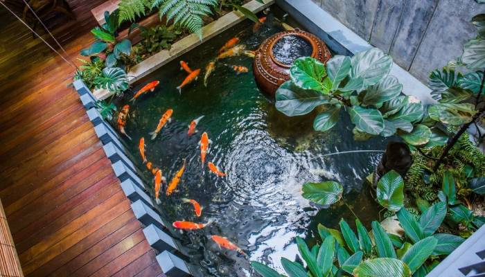 Indoor fish pond