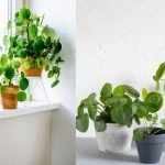 chinese money plant