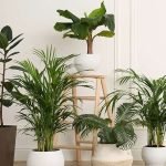 indoor plants