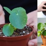 propogation