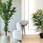 zebra plant