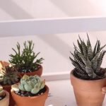 zebra plant-humidity