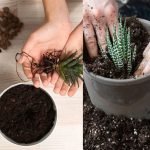 zebra plant-propogate