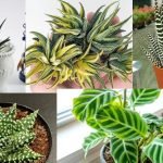 zebra plant-types