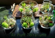 Air Plant Terrarium